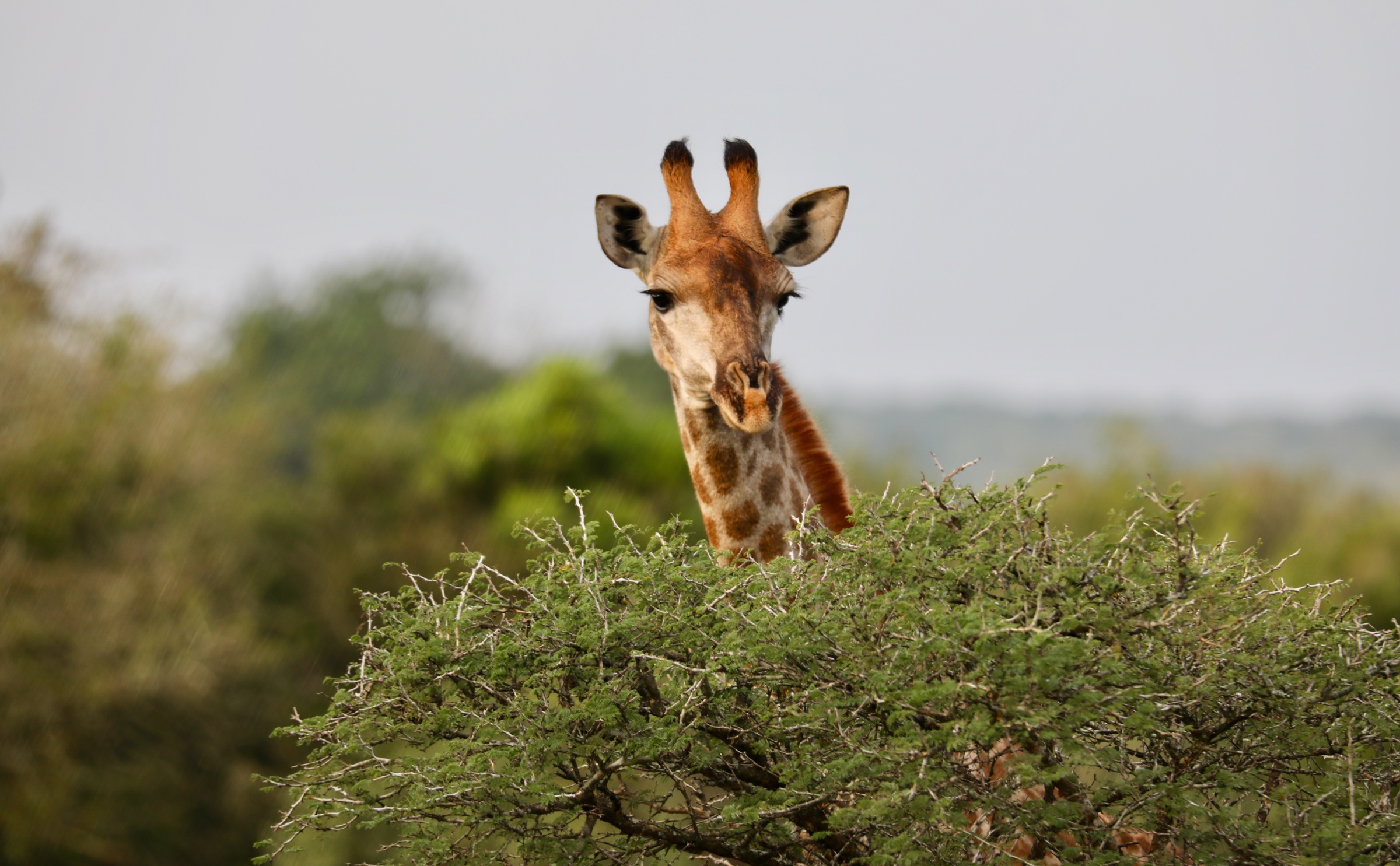 A giraffe peering over the top of a green acacia tree