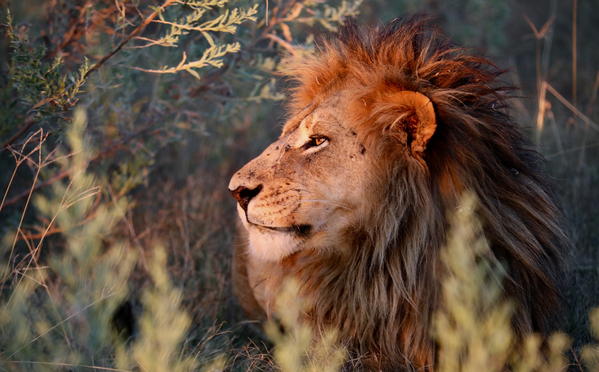 A male lion looking into the distance in warm evening light