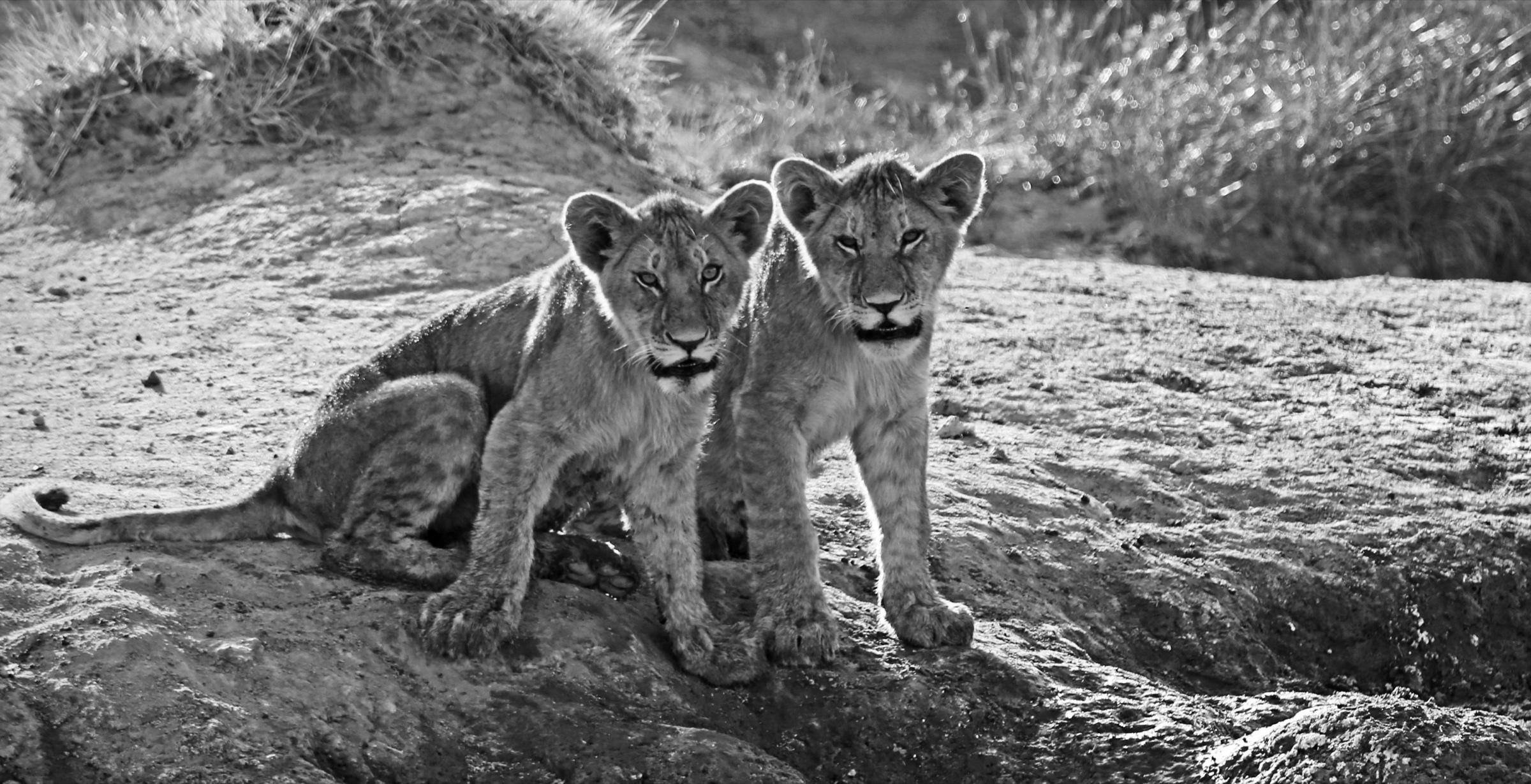 Two young lions sitting together in black and white