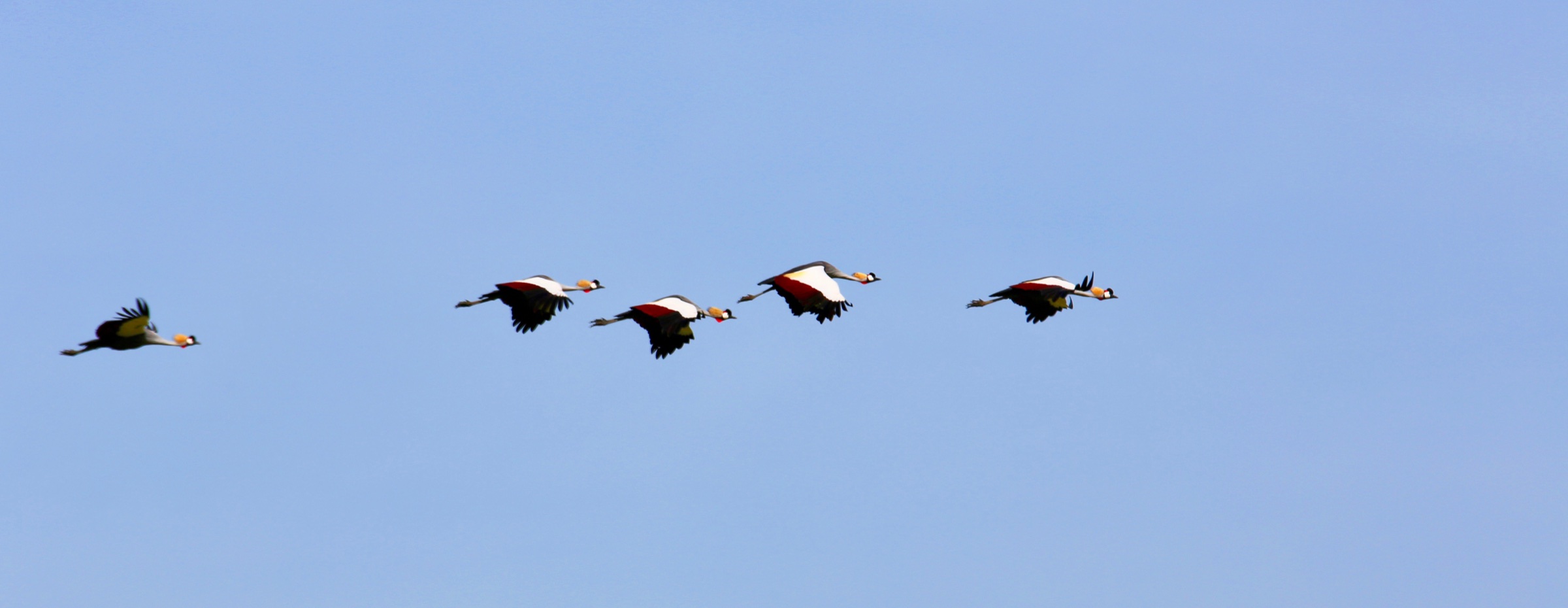 A line of crowned cranes flying across a blue sky