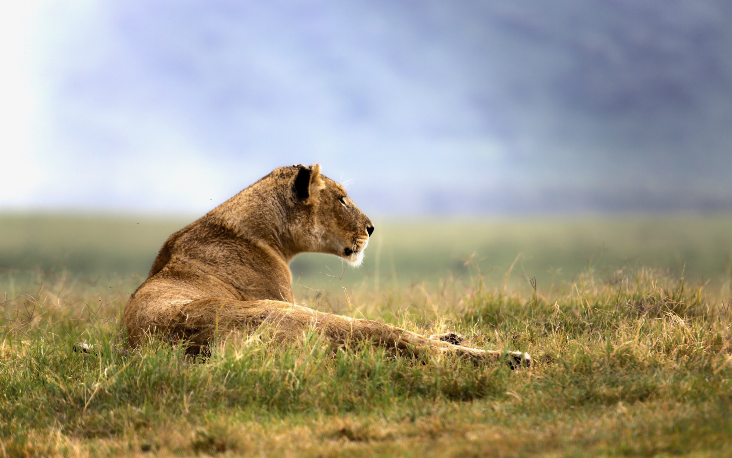 A lioness resting in tall grass and looking across the plain
