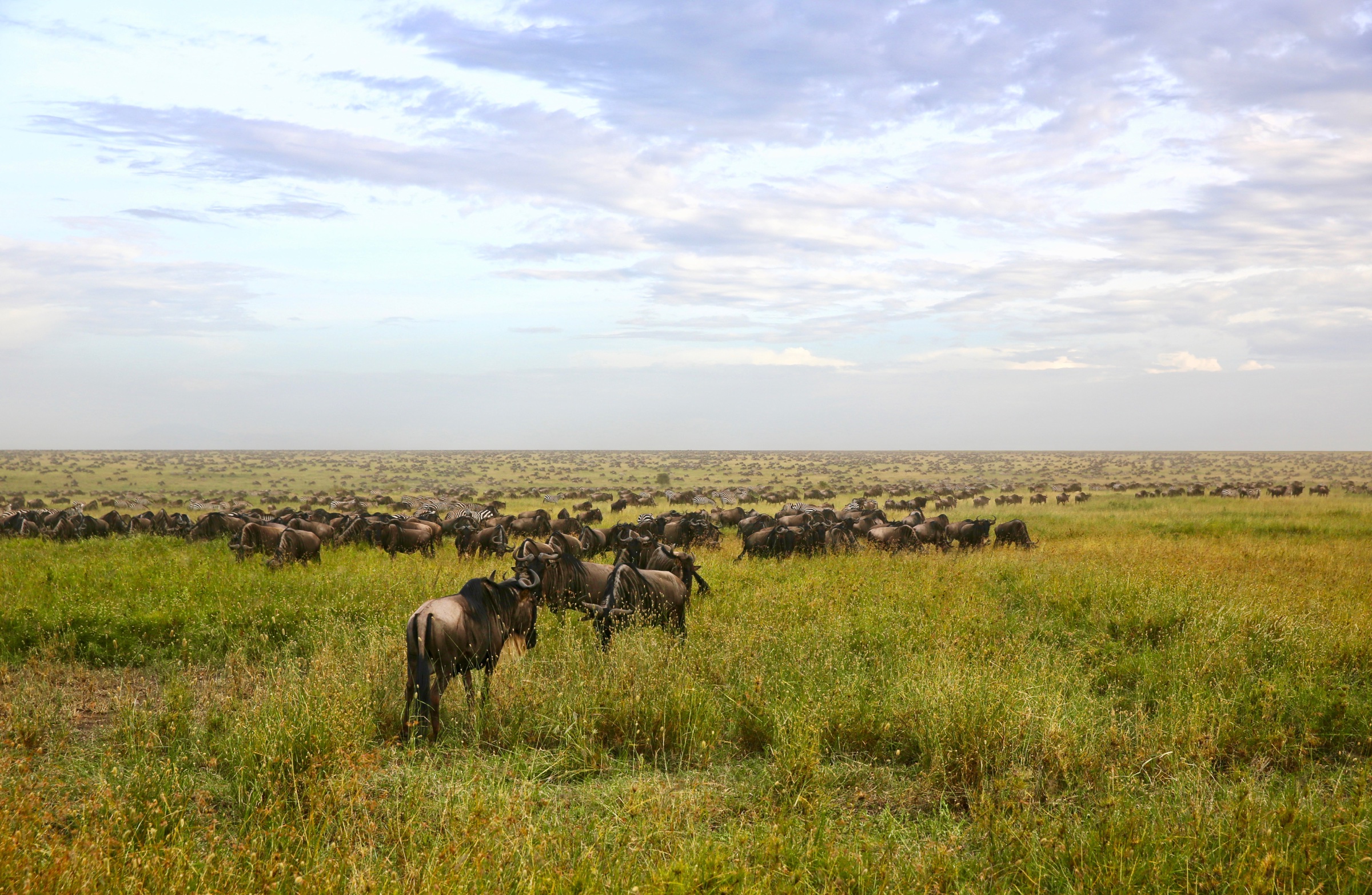 Wildebeest crossing the open Serengeti grasslands