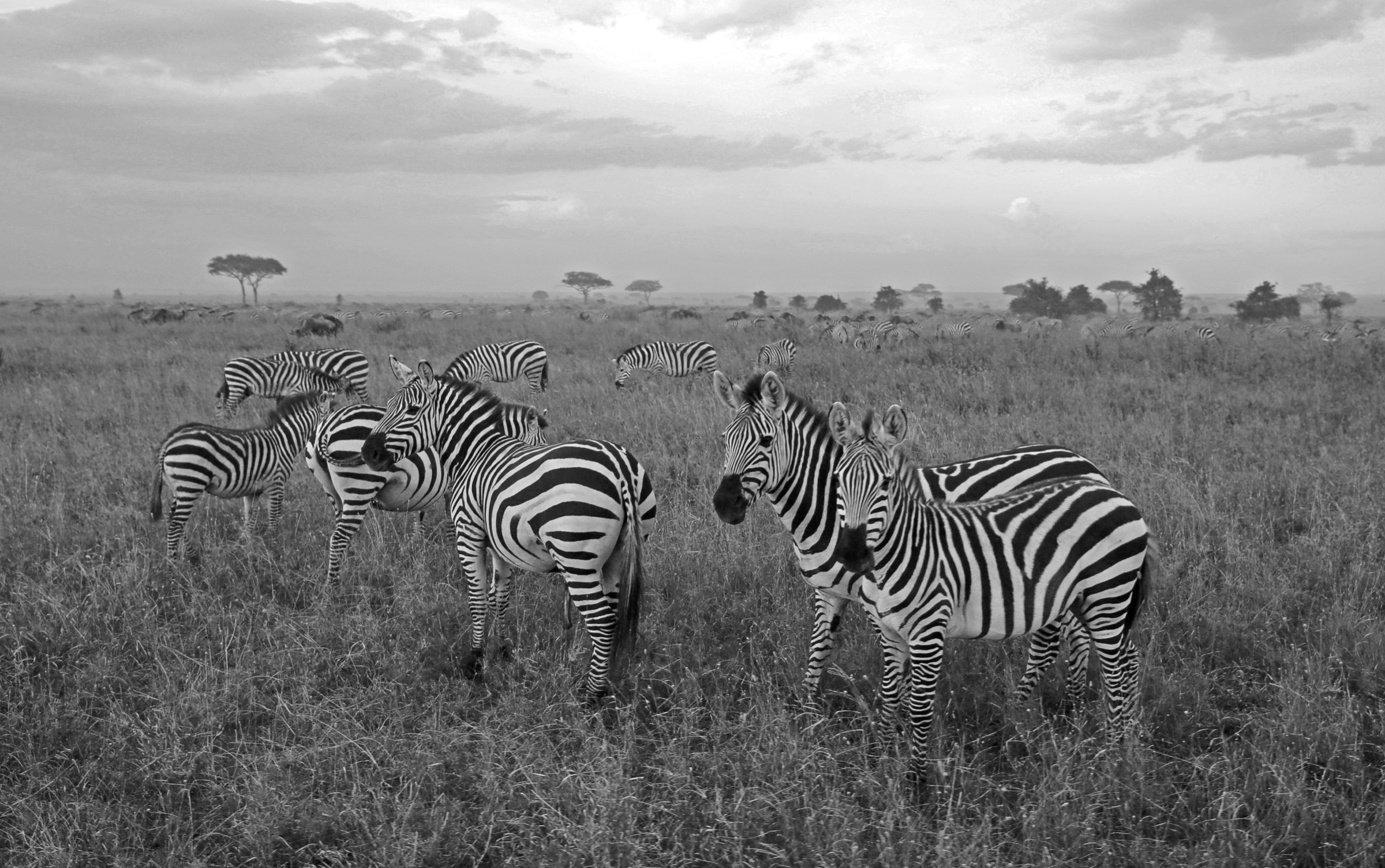 A herd of zebra gathered on the Serengeti in black and white