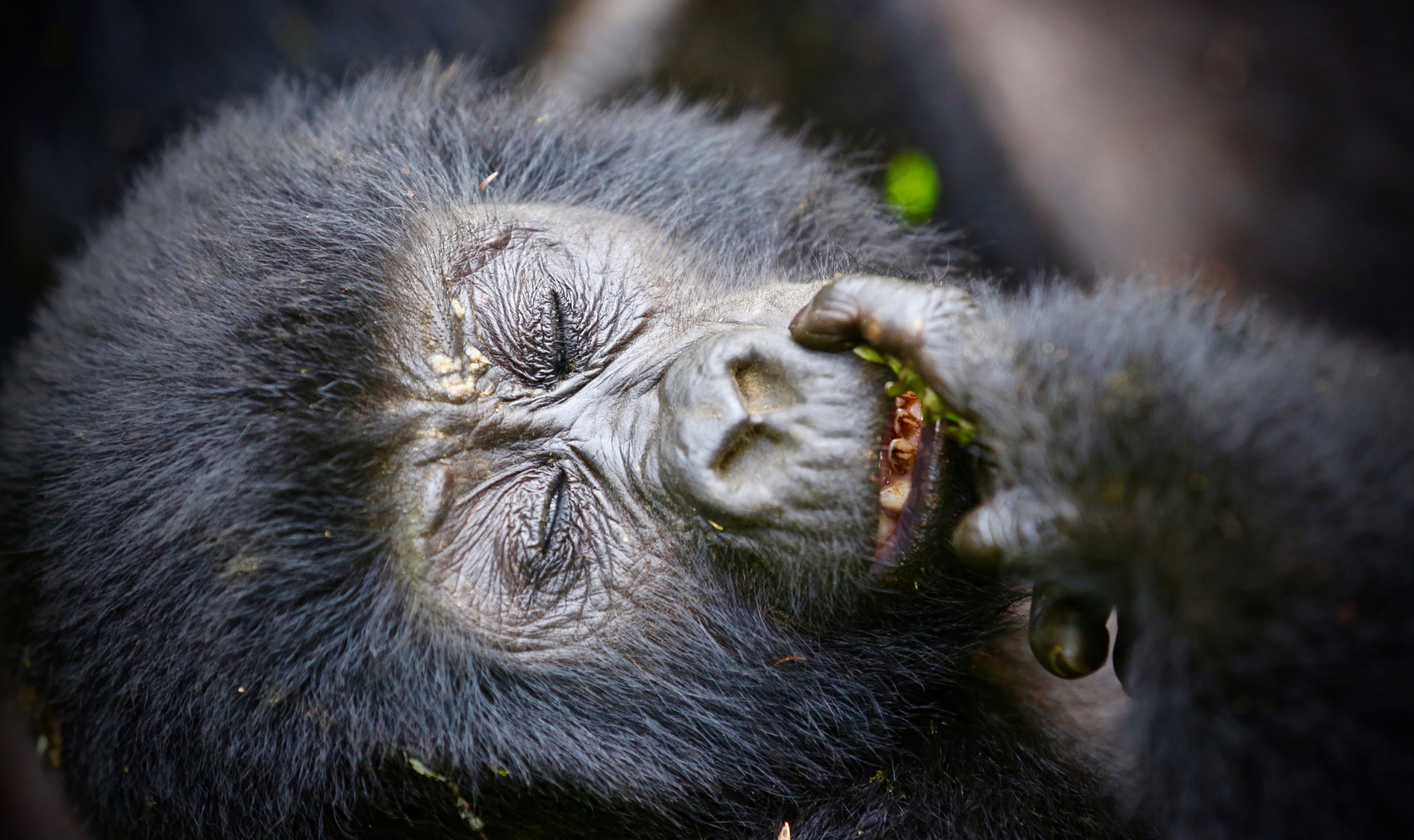 A young gorilla sleeping peacefully in the forest