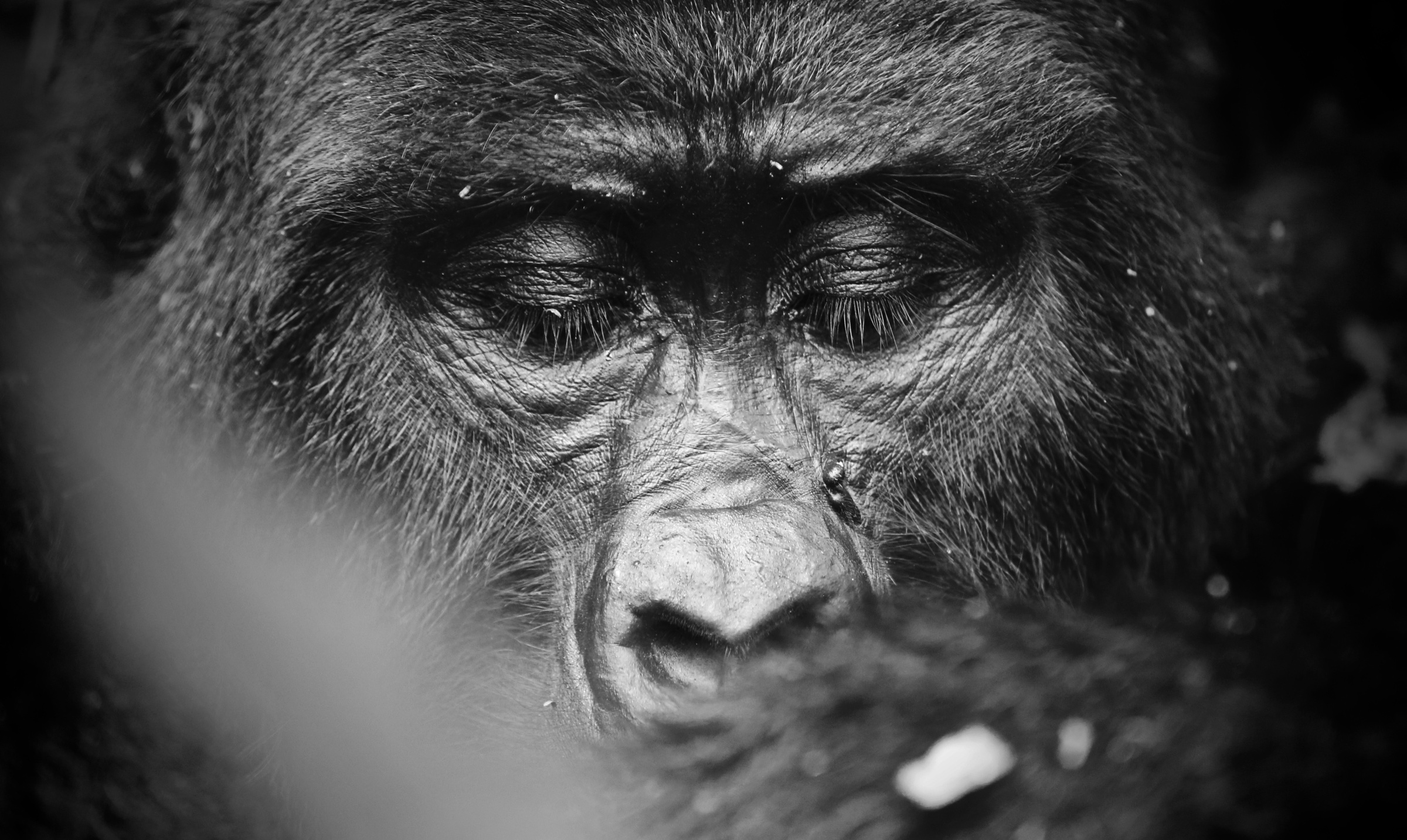 Intimate black-and-white portrait of a gorilla