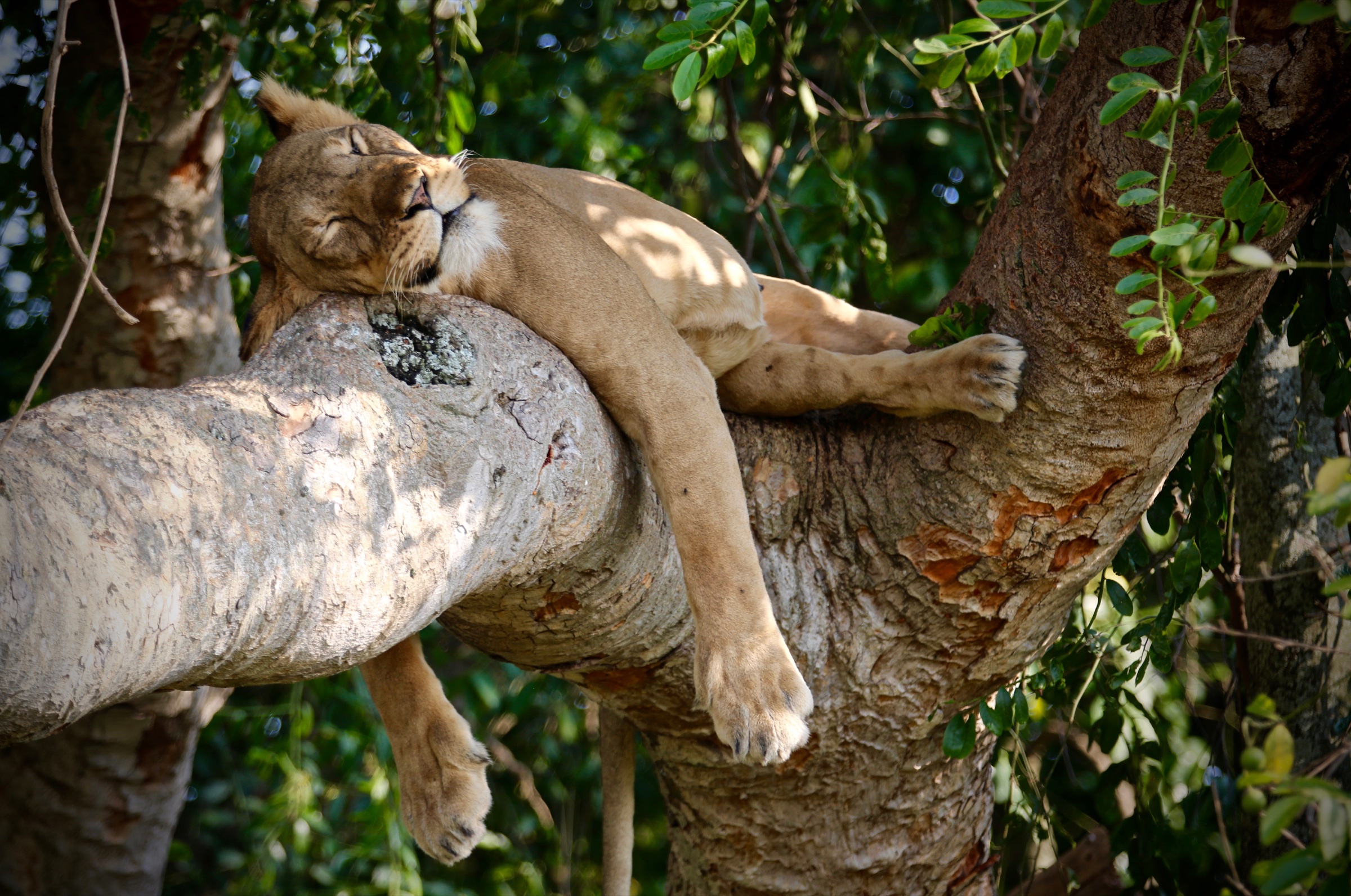 A lioness asleep across the branches of a tree